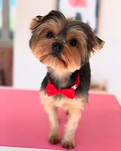 och, Charlie - salon pielęgnacji psów